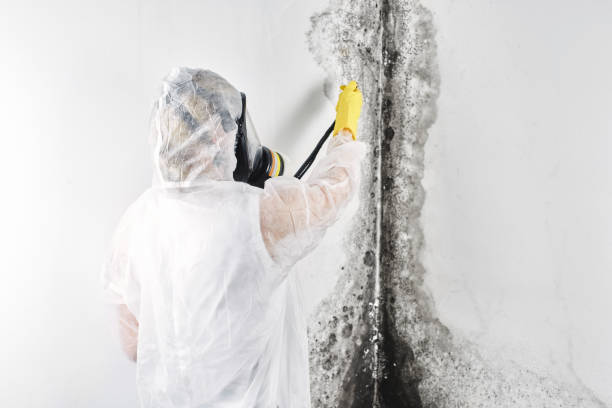 Best Carpet water damage restoration  in USA